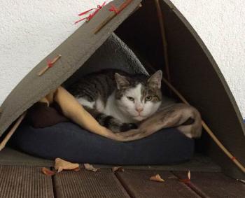 Luca Bild von Luca