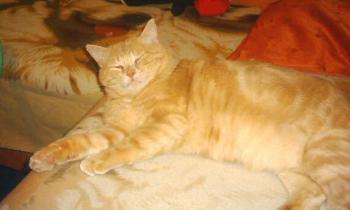 Tigger Bild von Tigger
