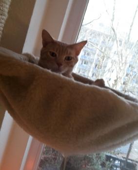 Bild von Yogi