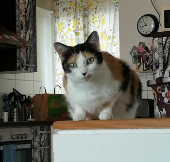 Picasa Bild von Picasa