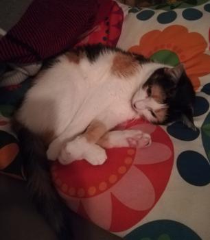 Picasa Bild von Picasa