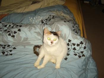 Dolly Bild von Dolly