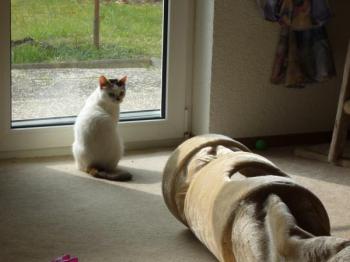 Dolly Bild von Dolly
