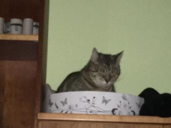 Kiomira Bild von Kiomira