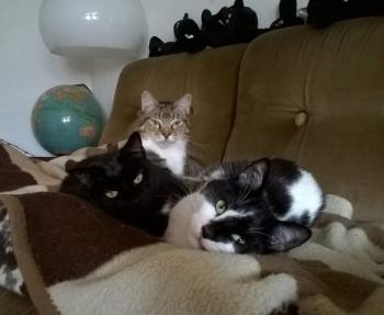 Bild von Sally
