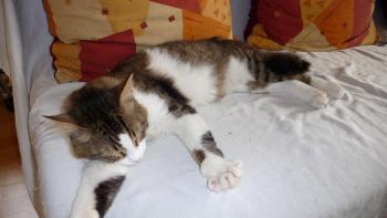 Bruno Bild von Bruno