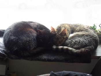 Bild von Sally