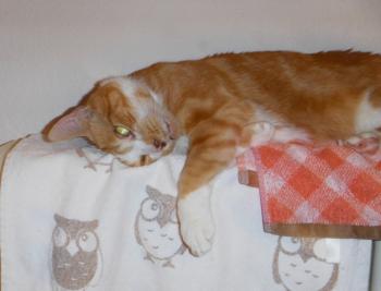 Rubi Bild von Rubi