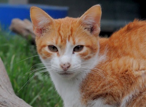 Zeppo Bild von Zeppo