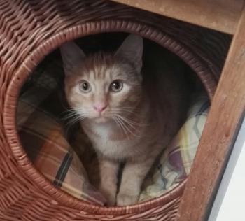 Sonja Bild von Sonja