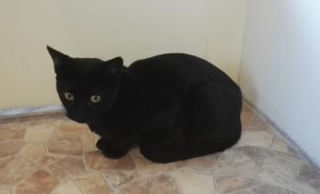 Scratchy Bild von Scratchy