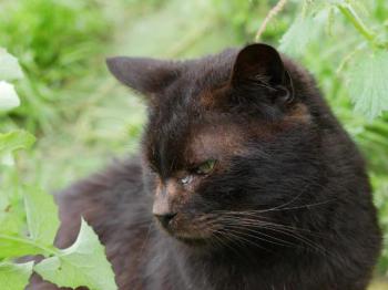 Banji Bild von Banji