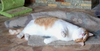 Tico Bild von Tico