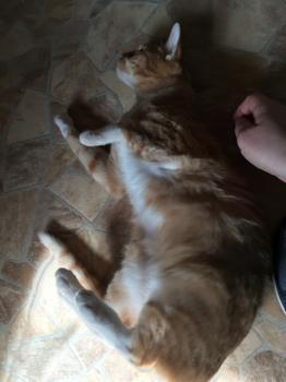 Chicote Bild von Chicote