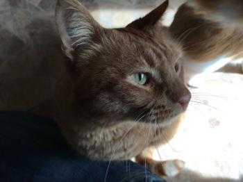 Thor Bild von Thor