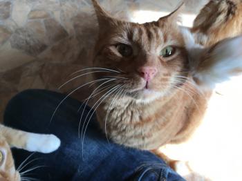 Thor Bild von Thor