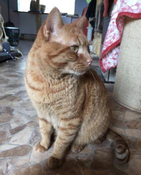 Thor Bild von Thor