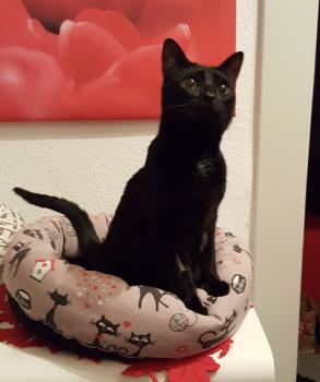 Bild von Akira
