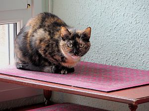 Lola Bild von Lola