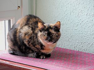 Lola Bild von Lola