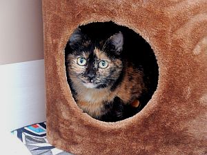 Lola Bild von Lola