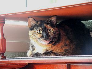 Lola Bild von Lola