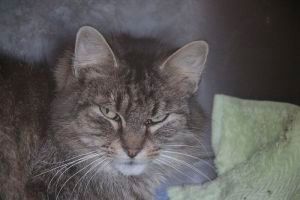 Bela Bild von Bela