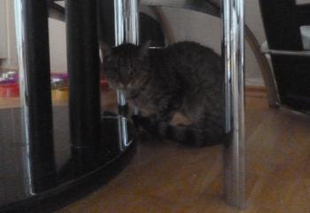 Anouk Bild von Anouk