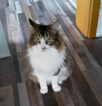 Bild von Mouche