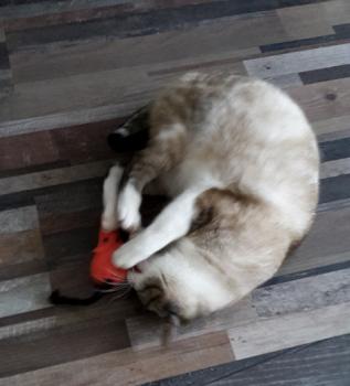 Bild von Nyam
