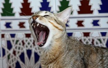 Furia Bild von Furia