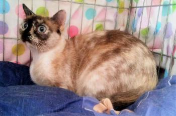 Cosette Bild von Cosette