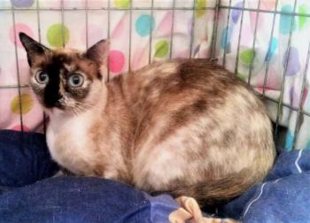 Cosette Bild von Cosette