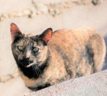 Farah Bild von Farah