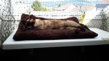 Layla Bild von Layla
