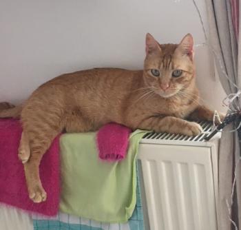 Chimo Bild von Chimo