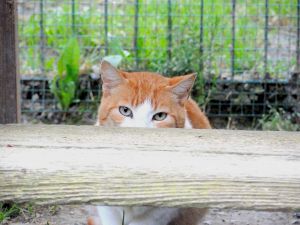 Curtis Bild von Curtis