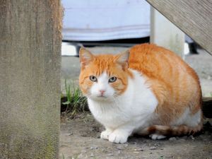 Curtis Bild von Curtis