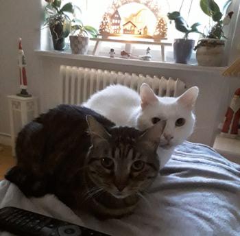 Coton Bild von Coton