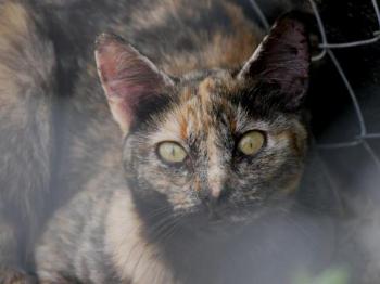 Farah Bild von Farah