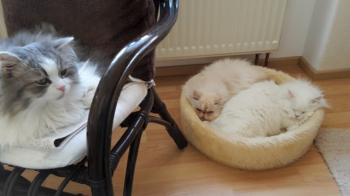 Bild von Pumuckl
