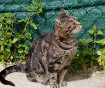 Tiki-Tike Bild von Tiki-Tike
