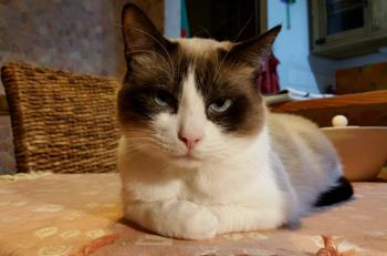 Casanova Bild von Casanova