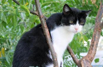 Pepa Bild von Pepa