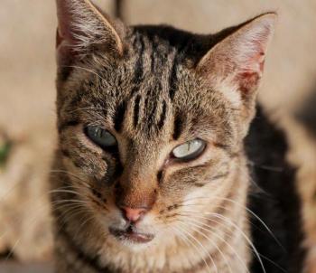 Minou Bild von Minou