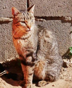 Minou Bild von Minou