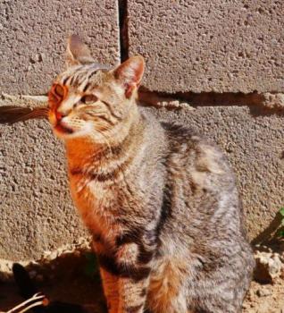Minou Bild von Minou