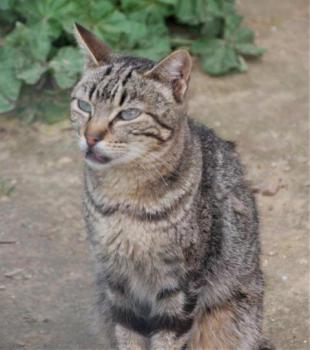 Minou Bild von Minou
