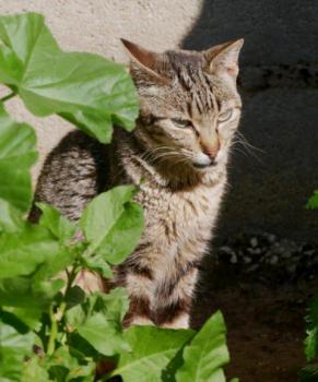 Minou Bild von Minou