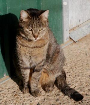 Minou Bild von Minou